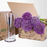 Allium Purple
