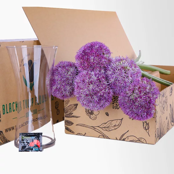 Allium Purple