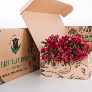 Alstroemeria Dark Pink