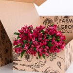 Alstroemeria Dark Pink (2)