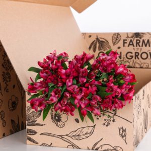 Alstroemeria Dark Pink