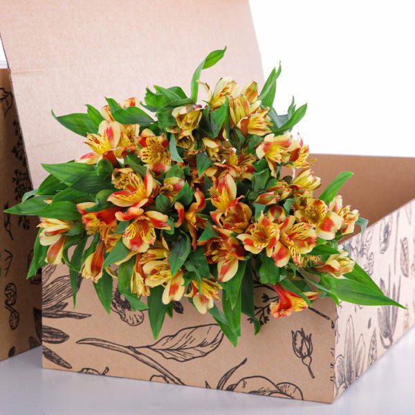 Alstroemeria Orange