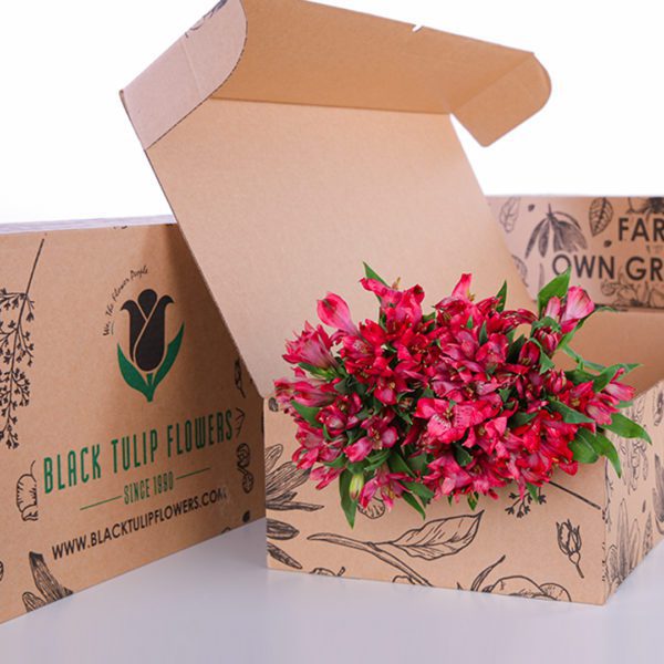 Alstroemeria Red