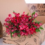 Alstroemeria Red (3)