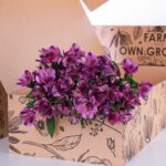 Alstroemeria Selection Purple (3)