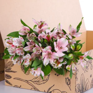 Alstroemeria Light Pink