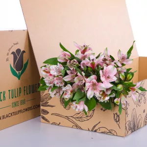 Alstroemeria Light Pink