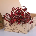Anigozanthos Red