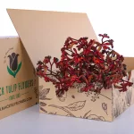Anigozanthos Red