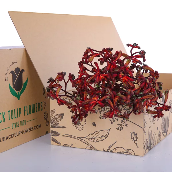 Anigozanthos Red