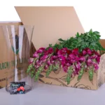 Antirrhinum Red