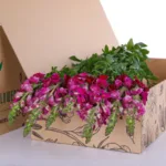 Antirrhinum Red