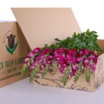 Antirrhinum Red