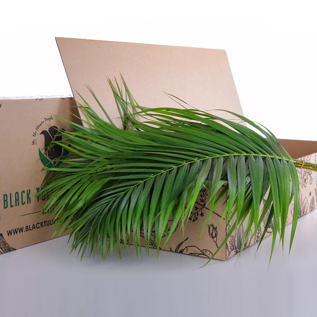 Areca Palm Leaves Areca Palm leaves in cardboard box for sale