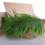 Areca Palm Leaves