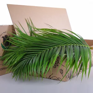 Areca Palm Leaves