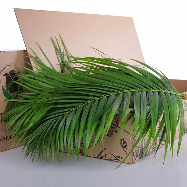 Areca Palm Leaves