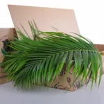 Areca Palm Leaves 2 Areca Palm Leaves