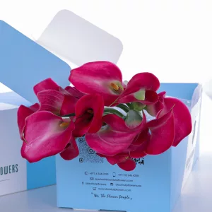 Callalily Dark Pink