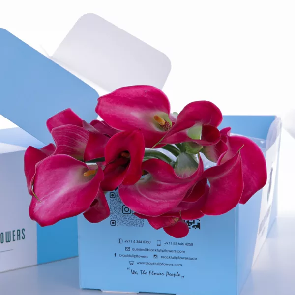 Callalily Dark Pink