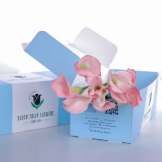 Callalily Light Pink