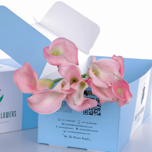 Callalily Light Pink