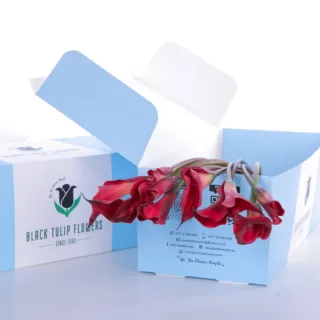 Callalily Red