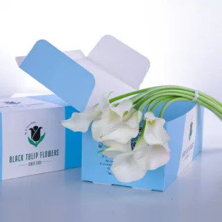 Callalily White