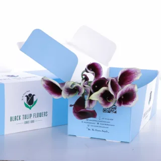 Callalily White with Purple