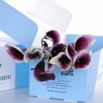 Callalily White with Purple (3)
