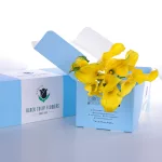 Callalily Yellow (1)