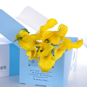 Callalily Yellow