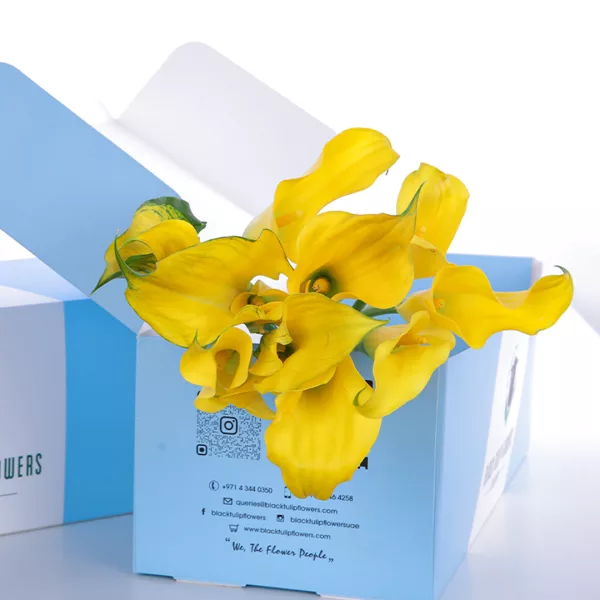 Callalily Yellow