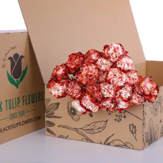 A cardboard box of Carnation Single Dyed Brownie, featuring a vibrant brown hue and an attractive, eye-catching design.