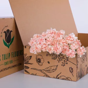 Carnation Single Peach