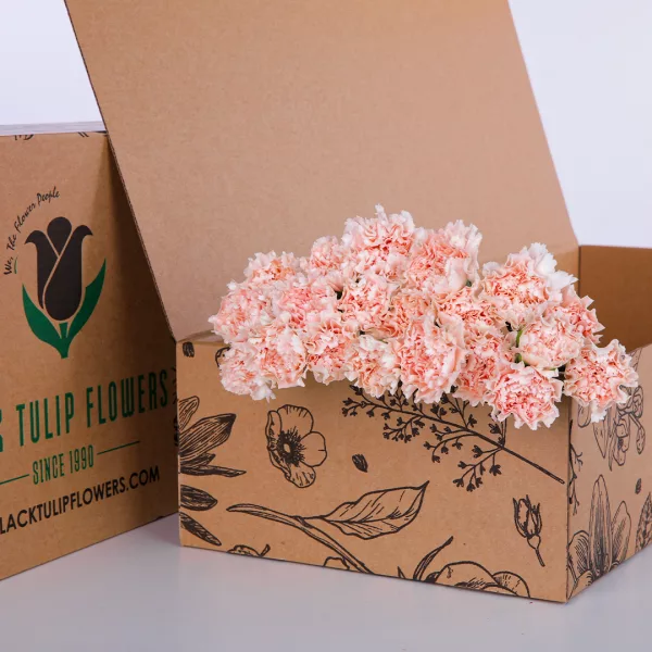 Carnation Single Peach