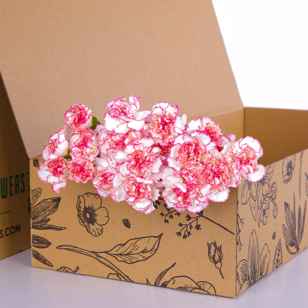Carnation Single Pink Bicolor 02 Carnation Single Pink Bicolor