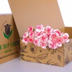 Carnation Bicolor Pink 1 Carnation Single Pink Bicolor