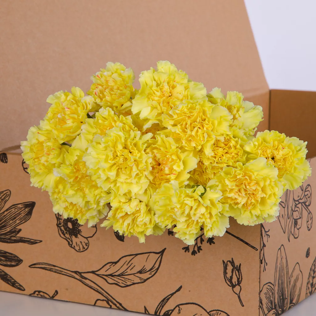 Carnation Single Yellow 01 Carnation Single Yellow