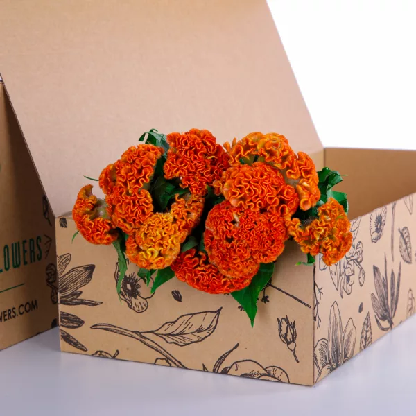 Celosia Orange