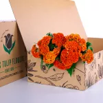 Celosia Orange