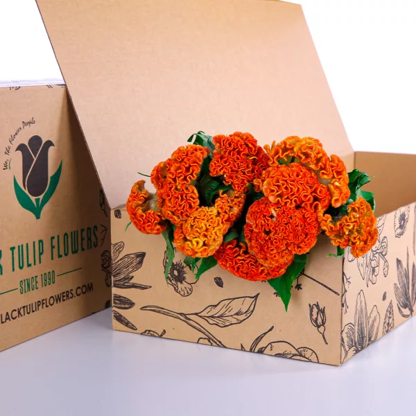 Celosia Orange