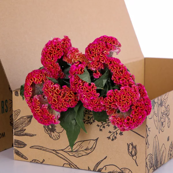 Celosia Pink