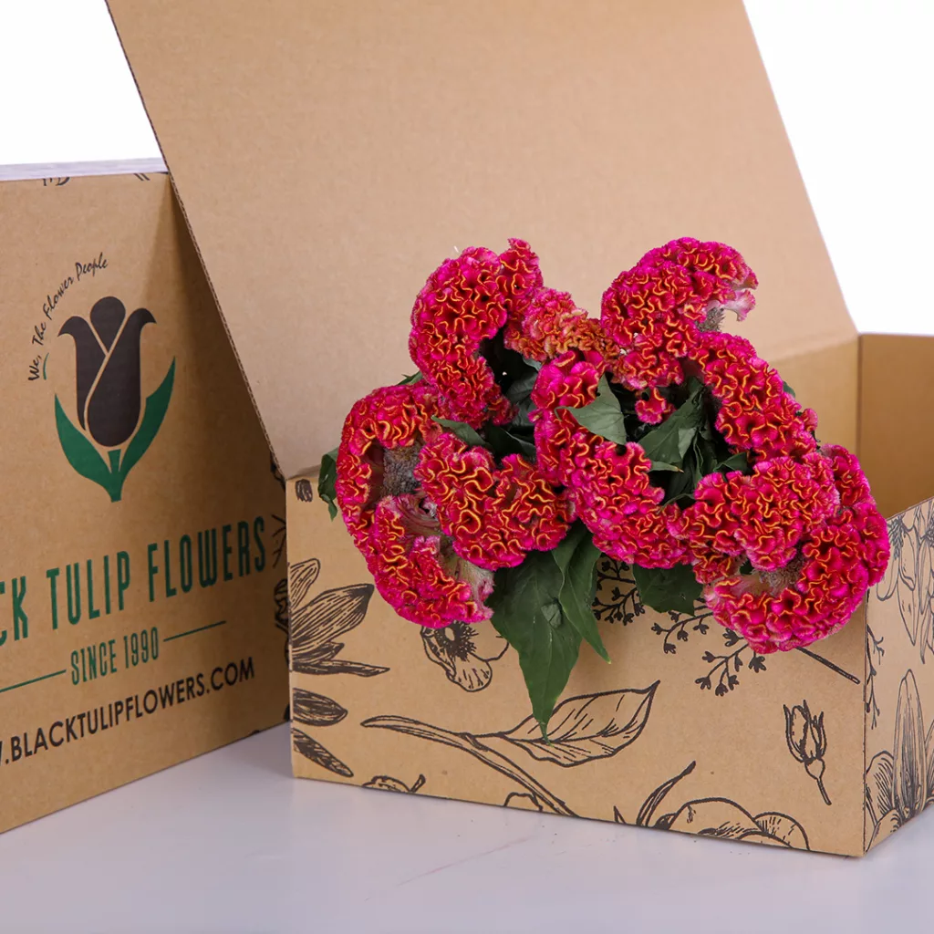 Celosia Pink A cardboard box filled with a bunch of vibrant Celosia Pink flowers, showcasing their unique texture and bright color.