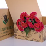 Celosia Pink