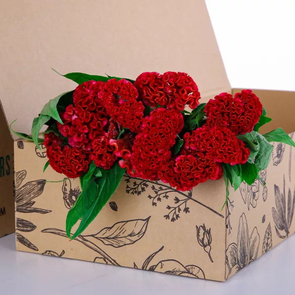 Celosia Red