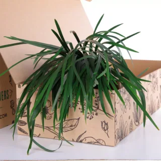 China Grass Green