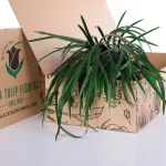China Grass Green