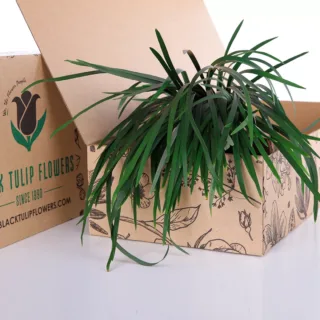 A cardboard box filled with a bunch of vibrant China Grass Green, showcasing its lush and fresh appearance.