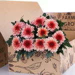 Chrysanthemum Deco Peach